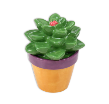 Sweet Succulent